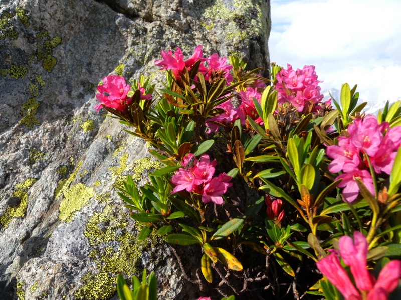 Rostblättrige Alpenrose