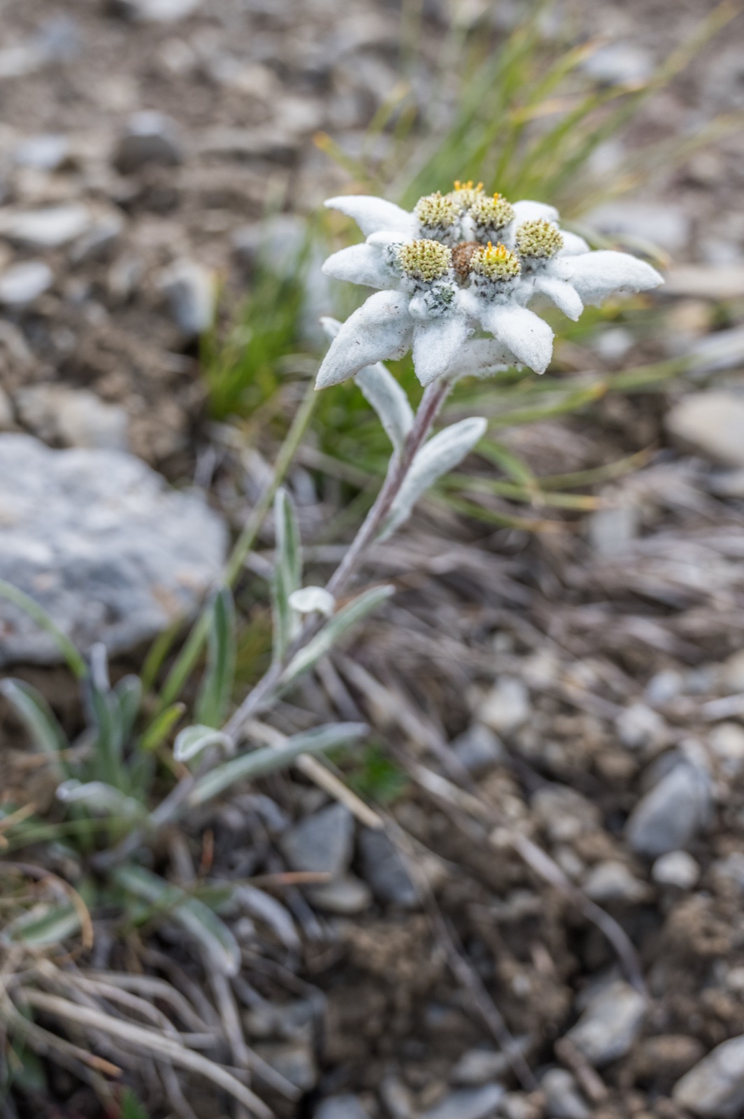 Edelweiss im Schweizerischen Nationalpark