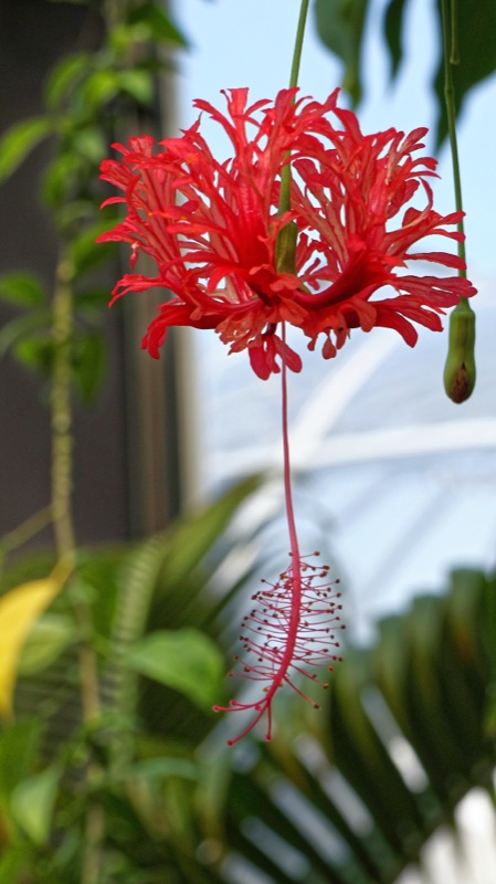 Blühende Pflanzen im Botanischen Garten Zürich