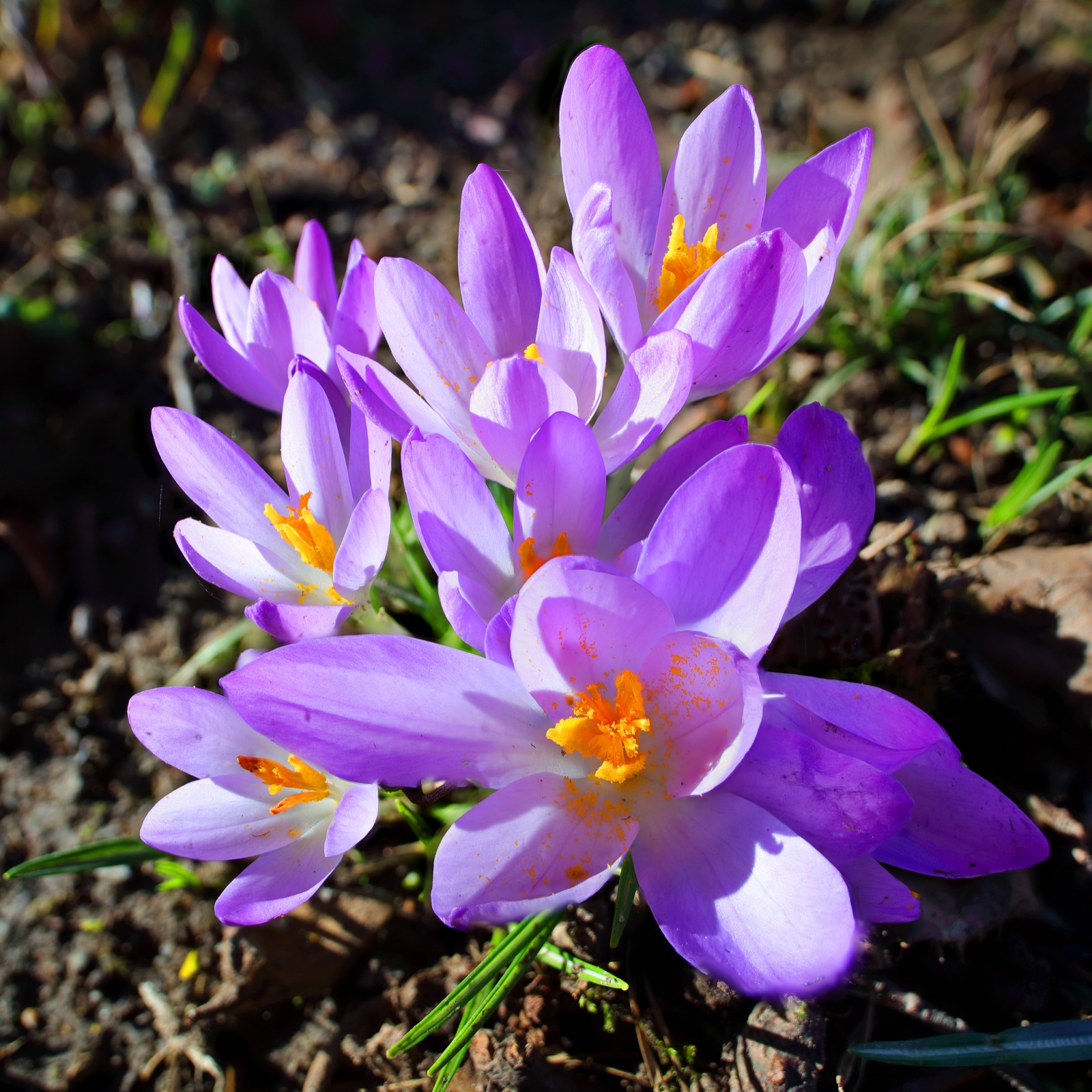 Weisse und violette Frühlings-Krokusse in einer Wiese im Beckenhofpark Zürich