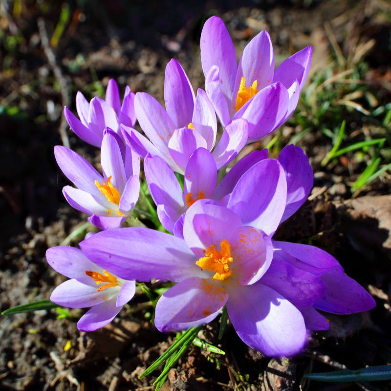 Frühlings-Krokusse