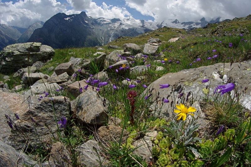 Blütenreiche alpine Landschaft